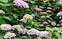 Hydrangea macrophylla 'Ayesha' - Hortensia