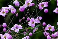 Thalictrum 'Splendide' - Meadowrue