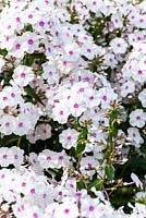 Phlox paniculata 'Little Sara' - élevé par Coen Jansen, Hollande