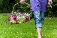 Femme qui marche dans le jardin avec un bouquet de fleurs vivaces dans un panier. Le bouguet se compose de coneflower, sauge, Gypsophila et Ladys Mantle. En fond lavande.