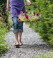 Femme qui marche dans le jardin avec un bouquet de fleurs vivaces dans un panier. Le bouguet se compose de coneflower, Knautia, Gypsophila et Ladys Mantle.