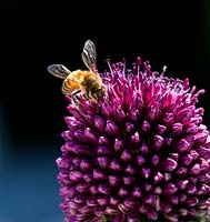Apis mellifera se nourrissant d'Allium sphaerocephalon - Honey Bee