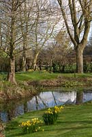 Une touffe de Narcisse 'Binkie et en arrière-plan une touffe de Narcisse' Peeping Tom '- Broadleigh Gardens