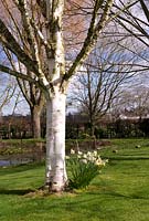 Narcisse 'Jack Snipe' sous une Betula à écorce blanche, utilis v jacquemontii - Bouleau de l'Himalaya