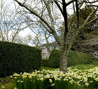 Bouquets de Narcisse 'Jack Snipe' autour d'un Prunus - Cerisier. En arrière-plan Barr House at Broadleigh Gardens