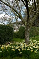 Bouquets de Narcisse 'Jack Snipe' autour d'un Prunus - Cerisier. En arrière-plan Barr House - Broadleigh Gardens