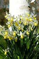 Narcisse 'Jack Snipe' sous une écorce blanche Betula utilis v jacquemontii - Bouleau de l'Himalaya - Bulbes de Broadleigh