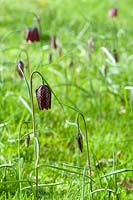 Fritillaria meleagris - Tête de serpent fritillaire - Bulbes de Broadleigh