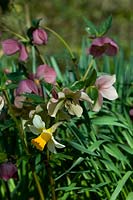 Cultivar de Narcissus 'Jack Snipe' et hybrides Helleborus - Broadleigh Gardens, Bishops Hull, Taunton