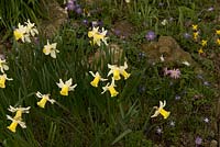 Narcisse 'Jenny' avec Anemone blanda et Anemone ranuncoloides dans la rocaille de Broadleigh Gardens