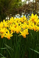 Des touffes de Narcisse 'Février Gold' à Broadleigh Gardens