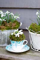 Galanthus nivalis - Perce-neige dans une tasse de thé vintage et des pots