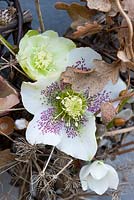 Couronne d'hiver rustique avec fleurs d'Helleborus orientalis, salix et feuillage de quercus