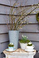 Galanthus nivalis - Perce-neige affiché en porcelaine vintage et pots avec Salix - pussywillow
