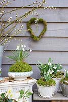 Galanthus nivalis - Perce-neige affiché en porcelaine vintage, couronne de coeur et pots avec Salix - pussywillow