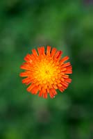 Hieracium aurantiacum - Renard et oursons - Fleur de Hawkweeds orange
