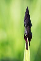Bourgeon 'Black Form' d'Iris chrysographes. - Iris noir 'Goldvein Iris' dans un jardin