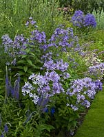 Campanula lactiflora 'Variety de Prichard', Salvia 'Oxford Blue' et Veronica