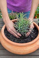 Étape par étape - plantation d'un pot succulent comprenant Echeveria 'Perle de Nuremberg' et 'Elegans', Stapelia et Kalanchoe 'tubiflora'