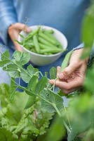Étape par étape - Cultiver des pois en bordure de légumes surélevés, récolter et décortiquer