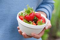Étape par étape - Cultiver Fragaria 'Cambridge favorite' dans un planteur de fraises en terre cuite et récolter
