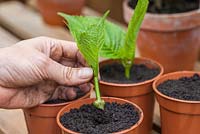 Étape par étape - Prélèvement de boutures de plantes d'hortensia, propagation et croissance en serre