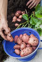 Étape par étape - Cultiver des pommes de terre dans un sac de pommes de terre