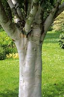Betula utilis jacquemontii 'Inverleith'