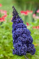 Buddleja x davidii Ellen's Blue butterfly bush