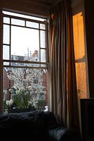 Fenêtre-boîte attraper le soleil du soir, contenant Hyacinthus et Narcisse 'Bridal Crown' avec arbre de rue en fleurs derrière, Londres