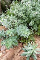 Le jardin Renault. Une variété d'herbes Euphorbia myrsinites, Selaginella kraussiana et Dorycnium hirsutum