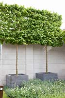 Acer campestre et Geranium - Le jardin du lieu de travail de demain - RHS Chelsea Flower Show 2012