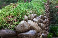 Sédums poussant sur la crête d'un mur de galets arrondis dans le jardin japonais Satoyama Life