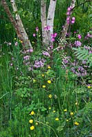 The Telegraph Garden, médaille d'or, RHS Chelsea Flower Show 2012. Plantation de Ranunculus acris, Silene dioica, Chaerophyllum hirsutum 'Roseum' et Betula pendula