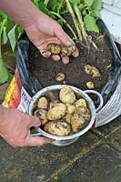 Pommes de terre précoces poussant dans un sac de compost, montrant les tubercules récoltés UK, juin