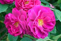 Rosa centifolia muscosa Henri Martin