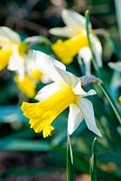 Narcisse 'Victoria' - variété patrimoniale