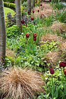 Parterre de printemps avec Tulipa 'Abu Hassan' et Carex comans