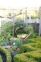Mangeoire à oiseaux coeur avec pomme dans le jardin de printemps - Tulipa 'Abu Hassan'