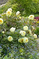 Paeonia suffruticosa 'High Noon'