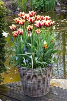 Tulipa Gavota en pot d'osier