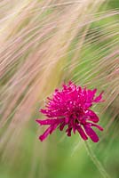 Knautia macedonica - Fleur sauvage macabre macabienne