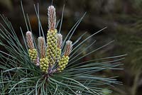 Pinus muricata - Pin évêque