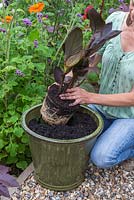 Étape par étape pour planter un pot exotique comprenant des Impatiens, Ipomoea, Melianthus et Cannas