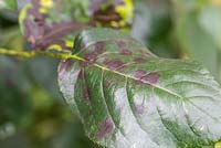 Étape par étape - enlever les tiges avec les feuilles malades de la plante rose - tache noire