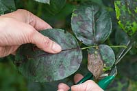 Étape par étape - enlever les tiges avec les feuilles malades de la plante rose - tache noire