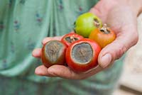 Étape par étape pour cultiver des tomates - éliminer les fruits malades