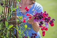 Lathyrus 'Royal Mixed' en bordure végétale surélevée avec support wigwam - fleurs coupantes