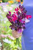 Lathyrus 'Royal Mixed' - fleurs coupantes