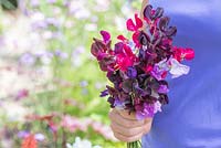 Lathyrus 'Royal Mixed' - fleurs coupantes